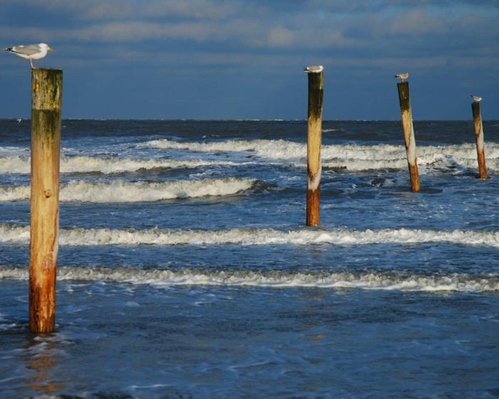 norderney nordesee itä -friisin saari valkoinen dyyni auringonlasku