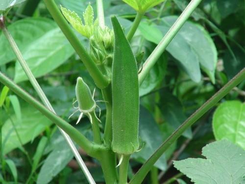 okra kasvattaa suurta foolihappoa