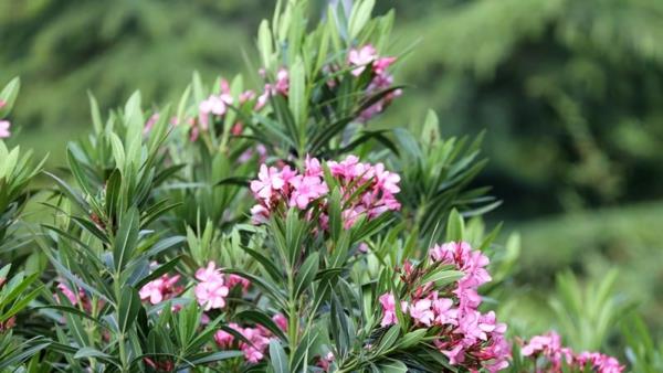 oleander hoito puutarhakasvi välimerellinen