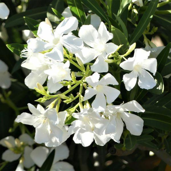 oleander hoito valkoiset kukat