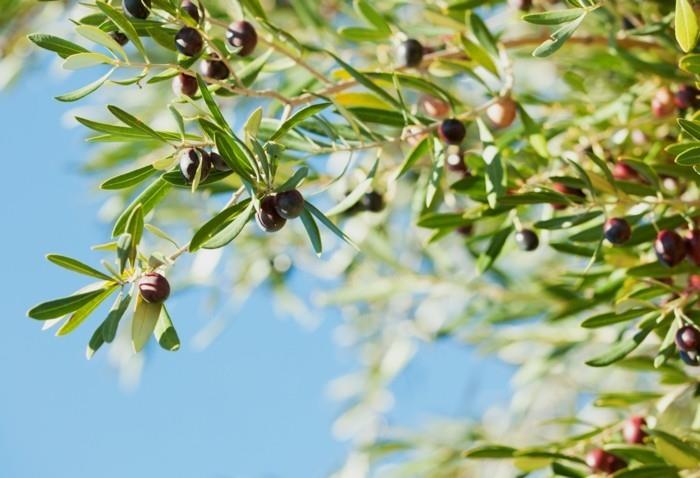 oliiviöljy terve elää terve otsikko oliiveja