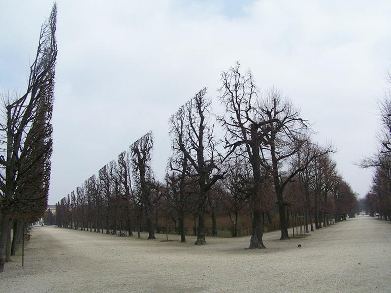 optiset illuusiot kuvat kauniita luontokuvia Schönbrunin puita