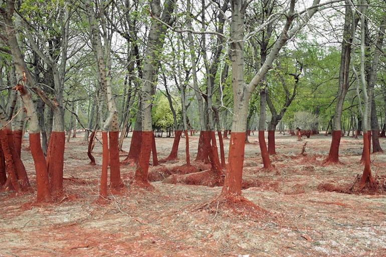 optiset illuusiot kuvat kaunis luonto kuvia metsä unkari