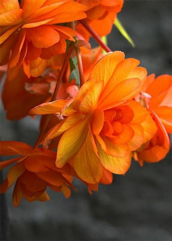 oranssi begonias puutarhakasvit