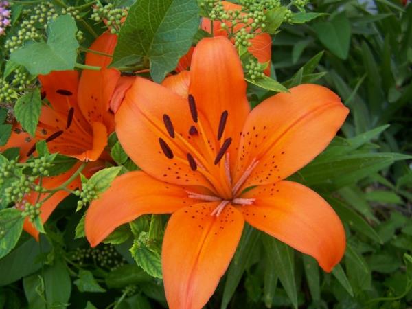 oranssi liljat kukat puutarhakasveja