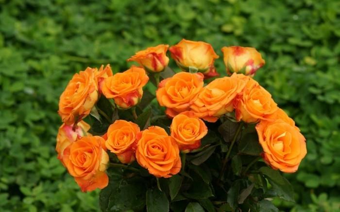 oranssi ruusut ruusu väri merkitys