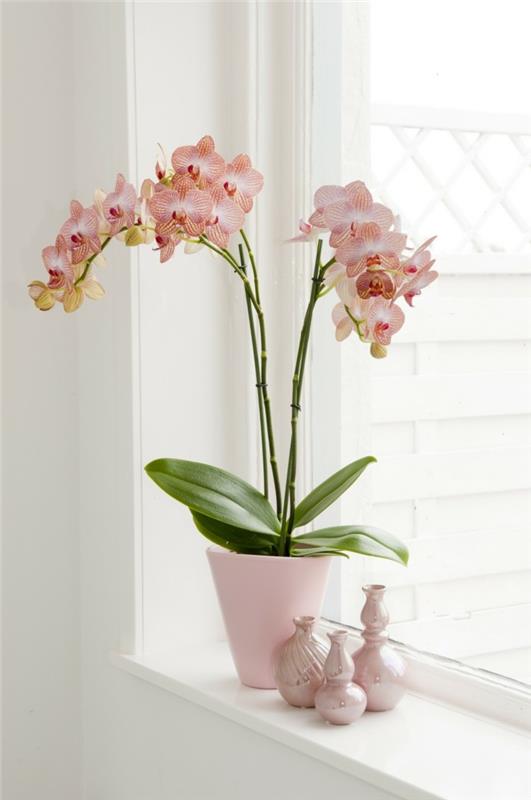 orkidea ikkunalaudan koristeena