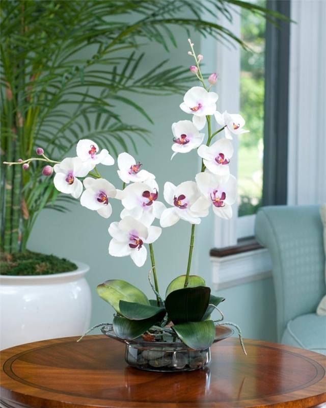 orkidea koristeena olohuoneessa ja toimistossa