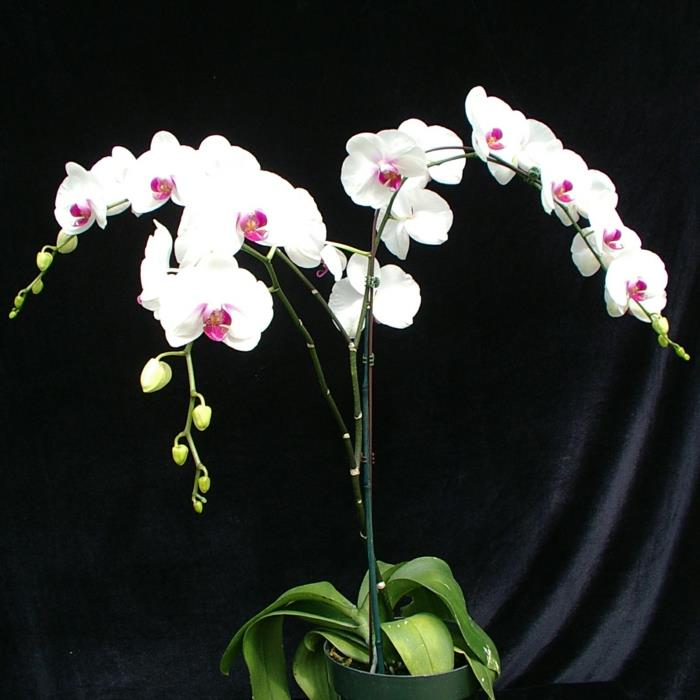 Orkidealaji Phalaenopsis huonekasvina