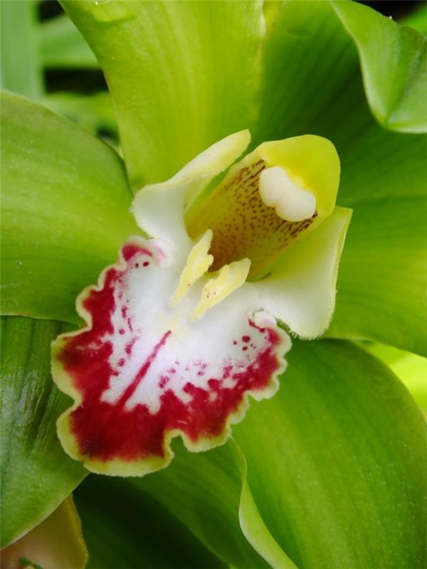 orkidealajien hassu kukat