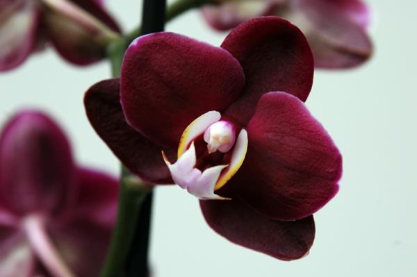 orkidea tummanpunainen ilmaisee kunnioitusta