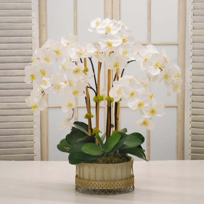 orkidea kukkaruukussa on loistava sisustus olohuoneeseen