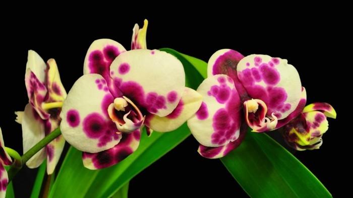 orkidea epätavallisissa väreissä