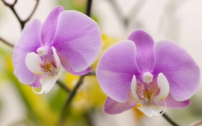 orkidea kauniissa lila -sävyssä