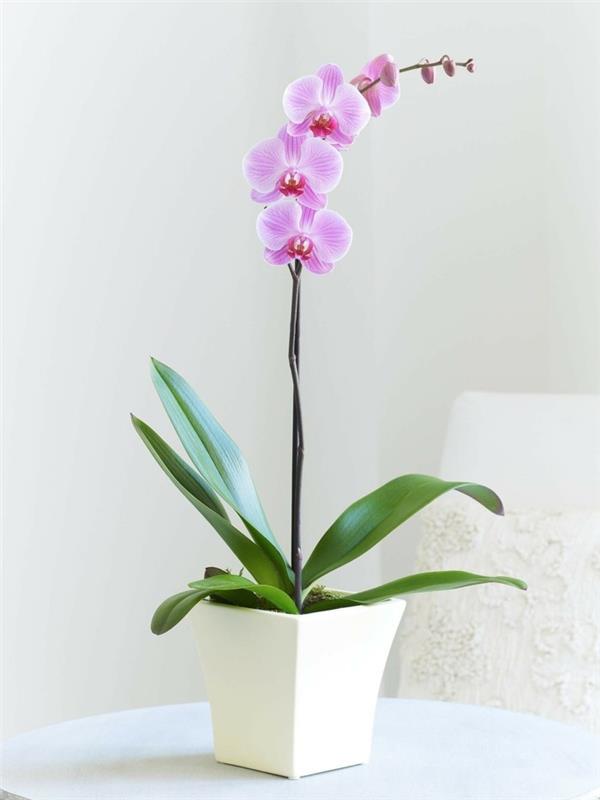 orkidea violetilla kukilla kauniita sisäkasveja