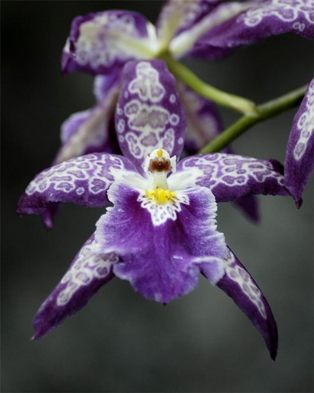 orkidea kauniilla violetilla ja valkoisella kukalla
