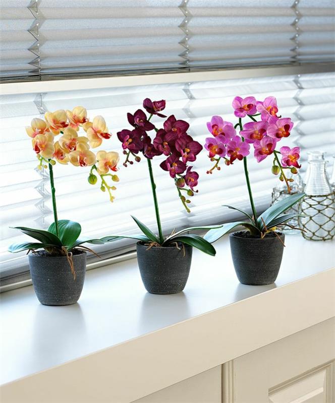 orkidean hoito Phalaenopsis -orkidea -ikkuna