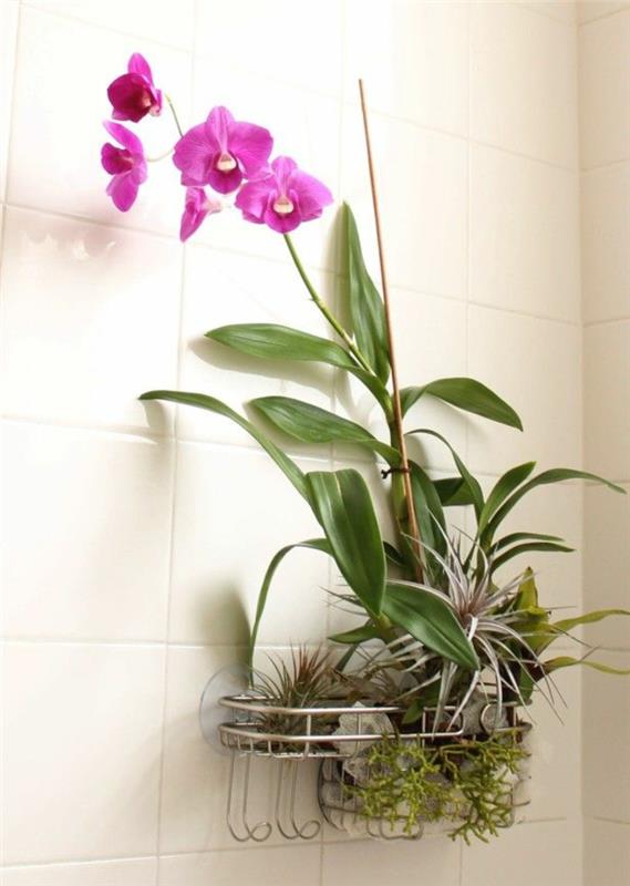 orkidea hoito violetit kukat kylpyhuone sisustaa