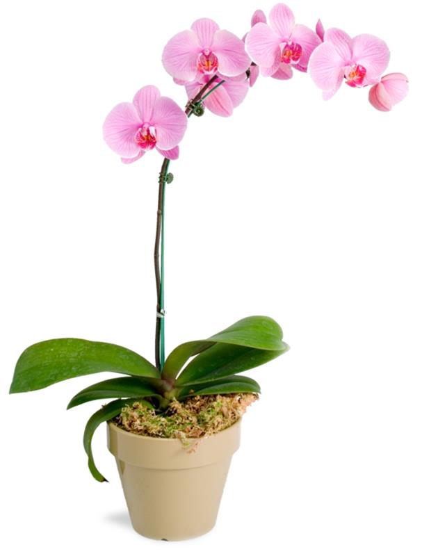 orkidea hoito vaaleanpunaiset kukat tuoreus koristelu