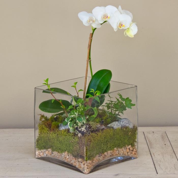 orkidean hoito vinkkejä valkoiset kukat terrarium