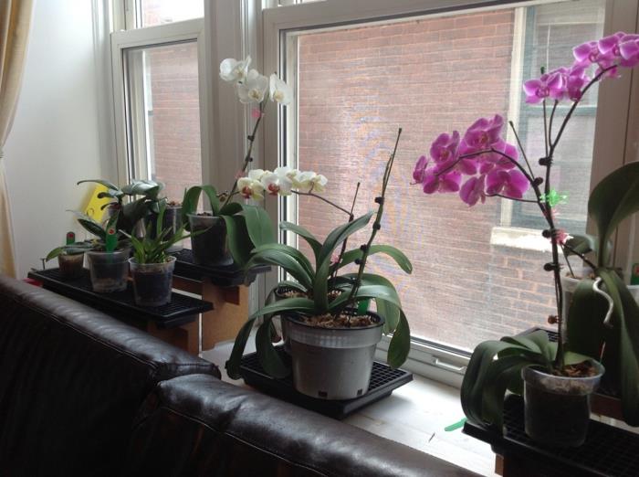 orkideahoito erityyppisille huonekasveille