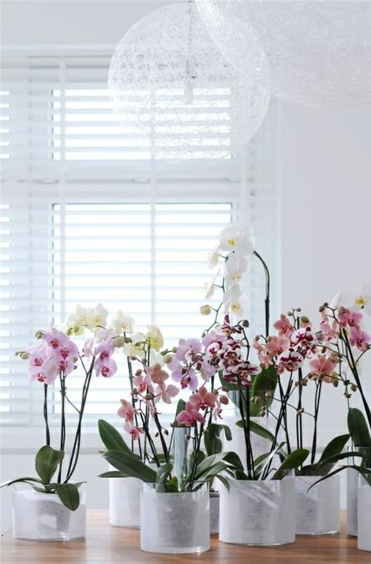 orkideat hoitavat eri värejä sisäkasveja