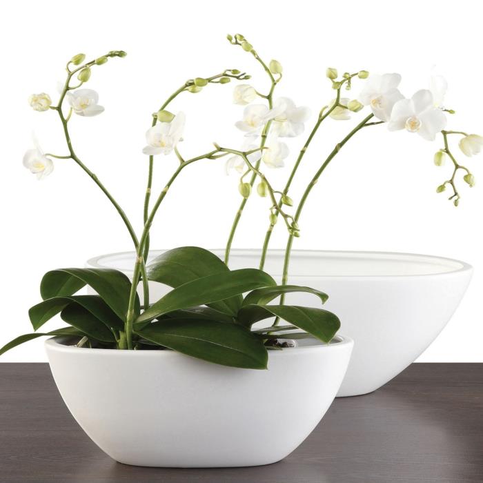 orkidea hoito valkoinen kukkaruukku sisäkasveja