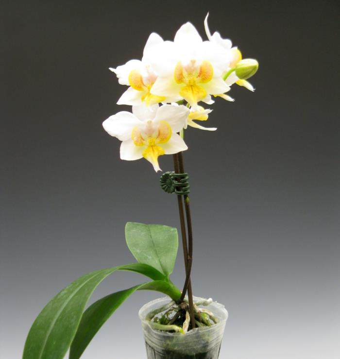 orkidean hoitokotivihjeitä orkidealajeja