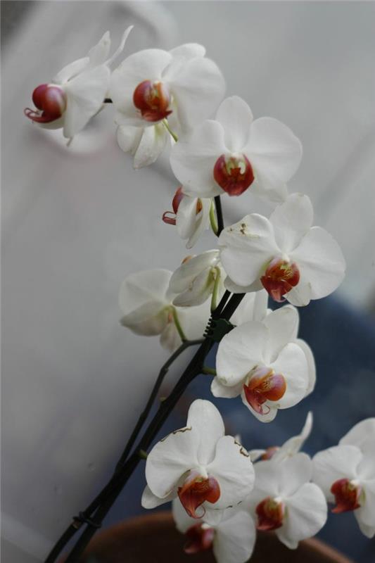 orkidea phalaenopsis orkidea valkoisilla kukilla