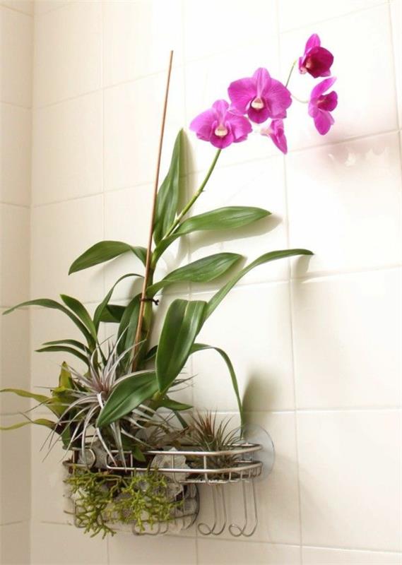 orkidea huonekasvit kuvat ruukkukasvit seinäkoriste ideoita seinälaatat