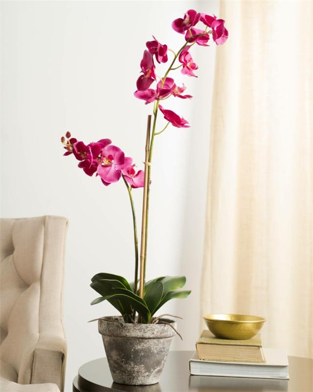 Kasvava orkidea kotona Phalaenopsis