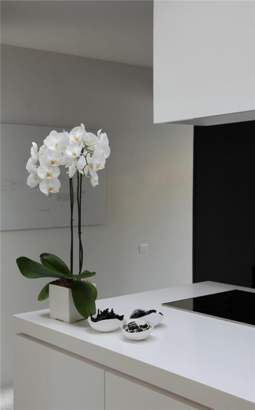 hoitaa orkideoita Phalaenopsis -orkidea tyylikäs valkoinen kukkaruukku
