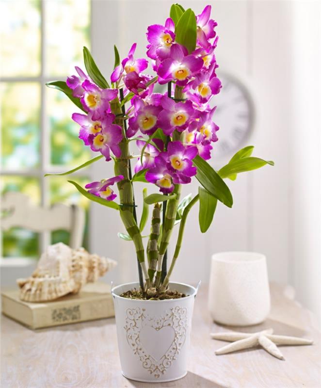 orkideat hoitavat violetteja kukkia kaunis koristelu