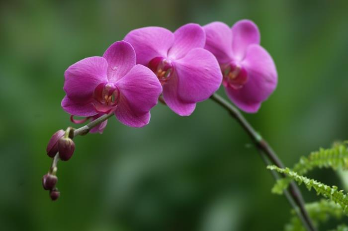 orkideat viljelevät eri lajien violetteja kukkia