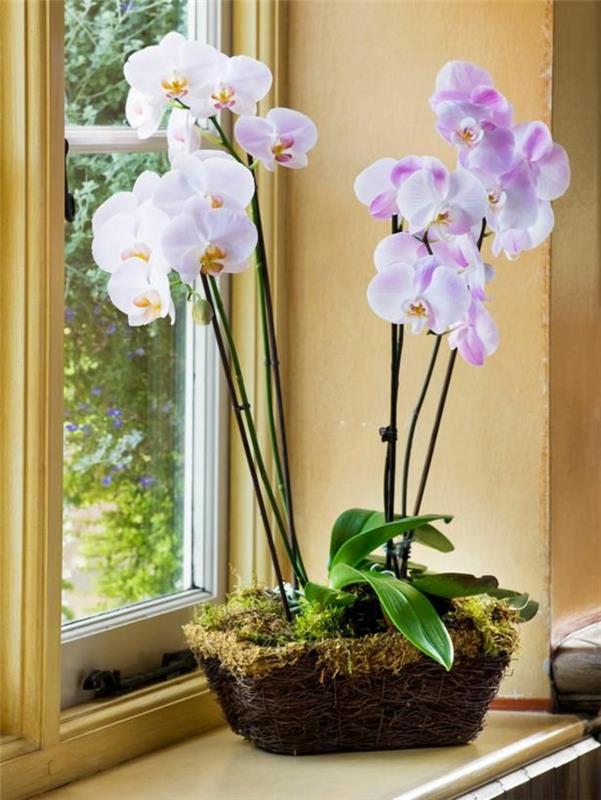orkideat hoito vinkkejä ikkunan valo