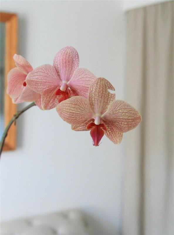 hoitaa orkideoita vinkit lempeät kukat vaaleanpunaiset sävyt