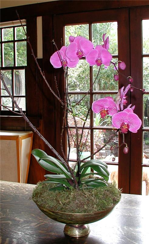 orkideat hoitavat kauniit kukat koristavat sisustusta