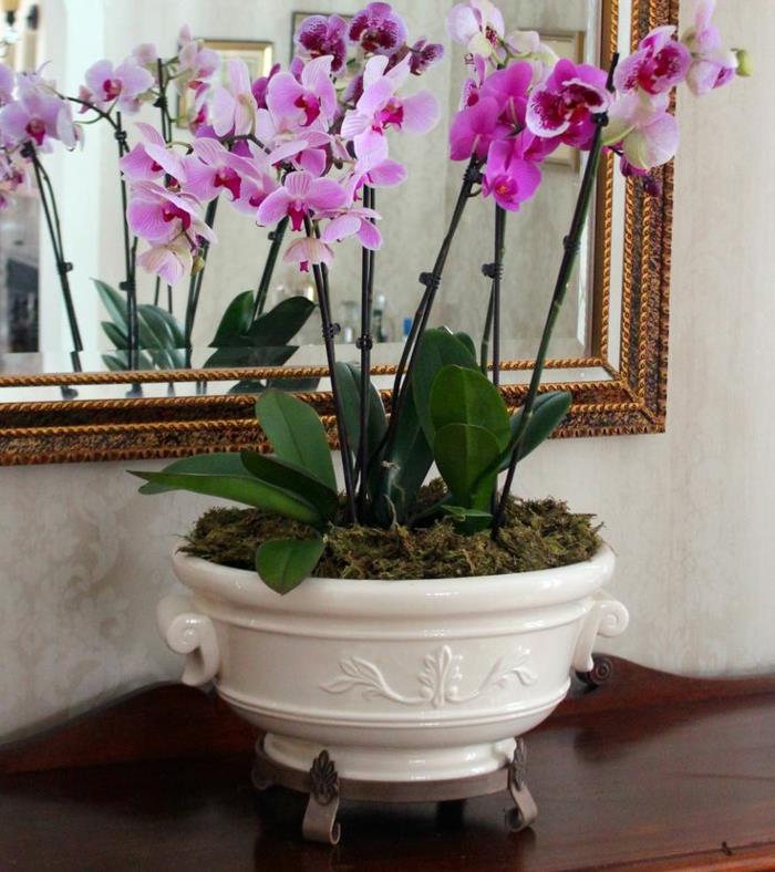 orkideat hoitavat huonekasveja kauniita koristeita
