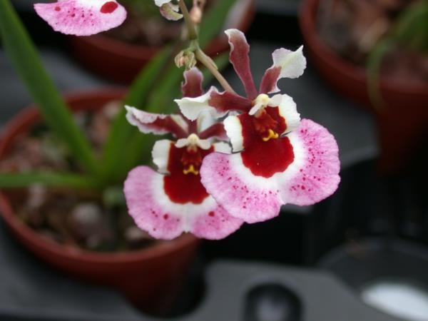 orkidea lajit oncidium orkidea orkideat kukka