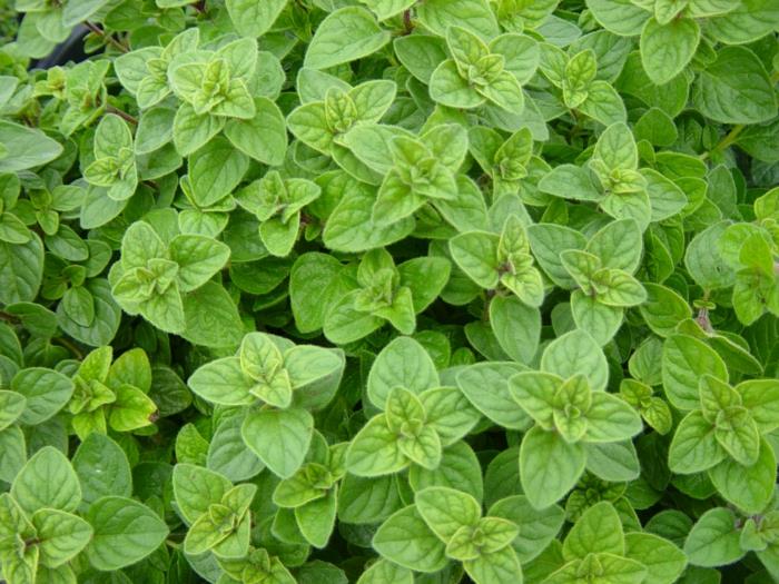 oregano sato tuoreet oregano kasvit lehdet