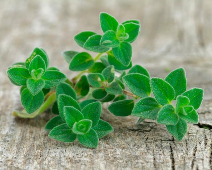 oregano sato tuore oregano kasvi ja kokki