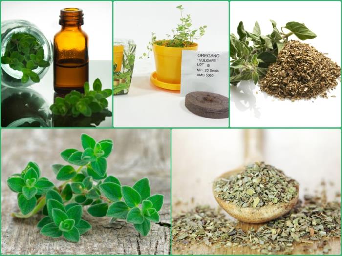oregano sato tuore oregano kuiva ja kypsennä