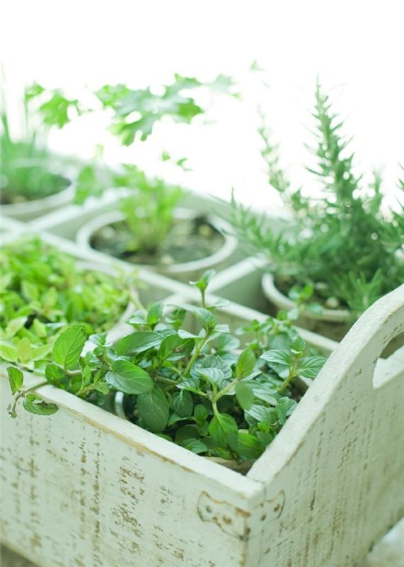 oregano sato yrtti puutarha parveke yrtti puutarha