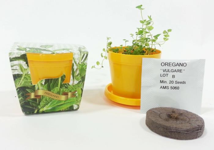 oregano sato yrtti puutarha parveke oregano