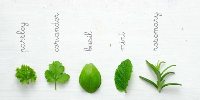 oregano sato yrtti puutarha parveke kasvit