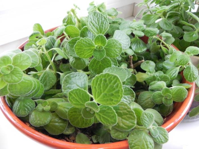 oregano korjuu meksikolaisia ​​oreganokasveja