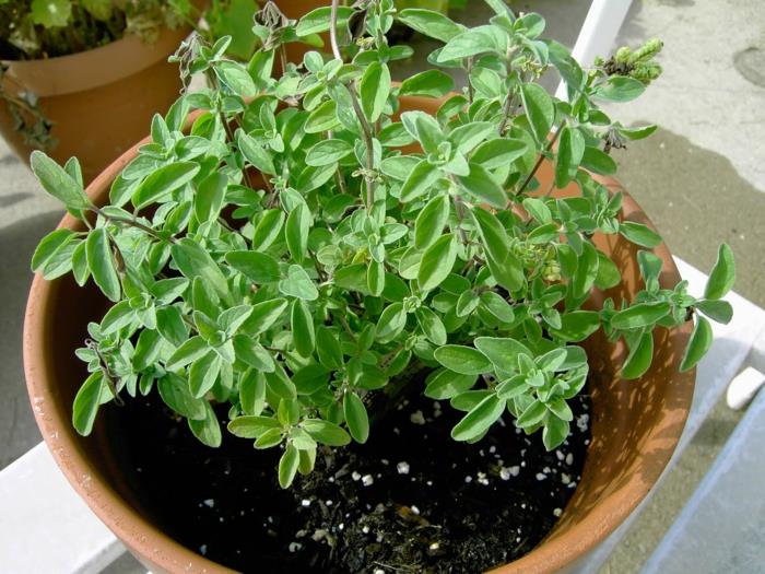 oregano sato oregano kasveja parvekkeella