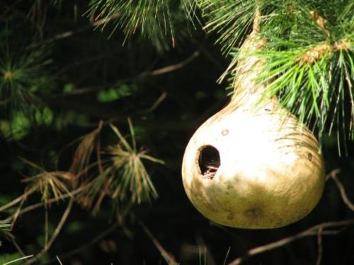 tyylikäs birdhouses pullo kurpitsa