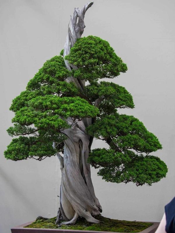 Ost design bonsai tree