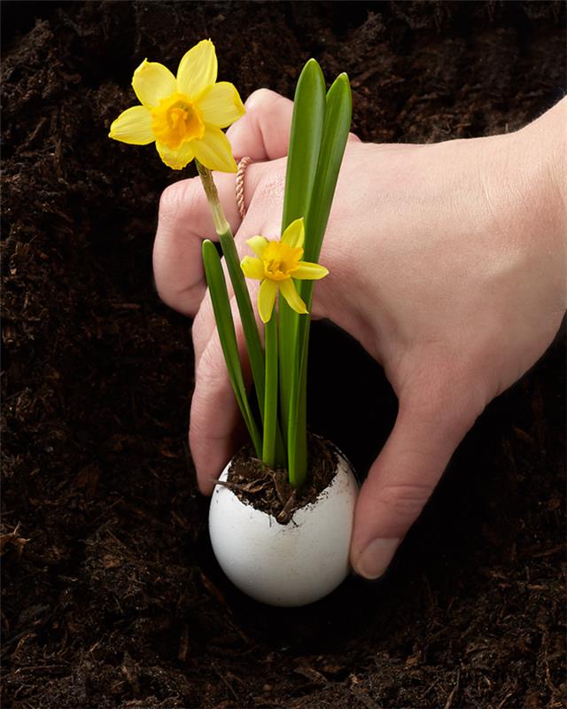 Pääsiäiskoristeet taitavat munankuoria istuttamalla kevätkukkia